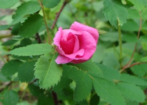 ark-rose